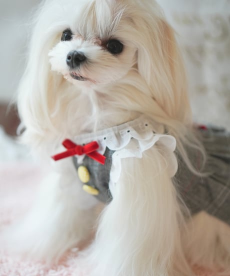【Jeanie Love 】Ribbon Sweets Dress （リボンスイーツドレス）グレー　XS/Sサイズ