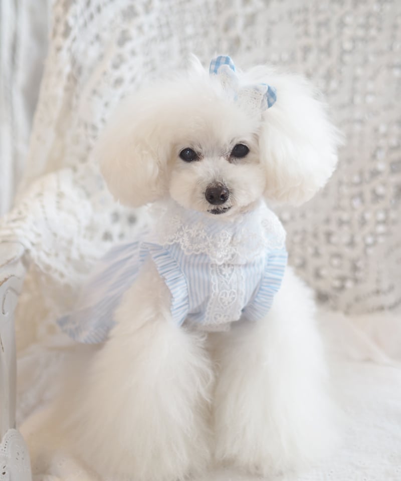 ☆ラスト1着☆【Picnic of Marie Antoinette】Lovely Strip