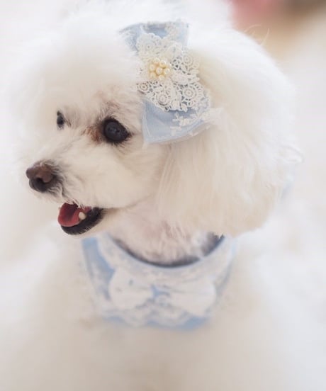【 Picnic of Marie Antoinette】 マリーアントワネットのピクニックシリーズ Robe en jean（ローブアンジーン）バレッタ