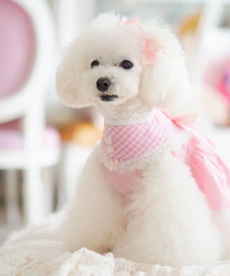 【Picnic of Marie Antoinette】Sweet Vichy Dress (スィートヴィシードレス）Pink（ピンク） XSサイズ・Sサイズ