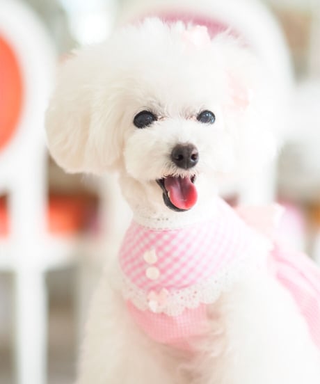 【Picnic of Marie Antoinette】Sweet Vichy Dress (スィートヴィシードレス）Pink（ピンク） XSサイズ・Sサイズ