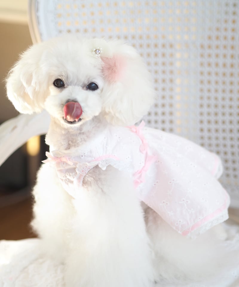 ☆Sサイズラスト1枚☆【Picnic of Marie Antoinette】 Candy S
