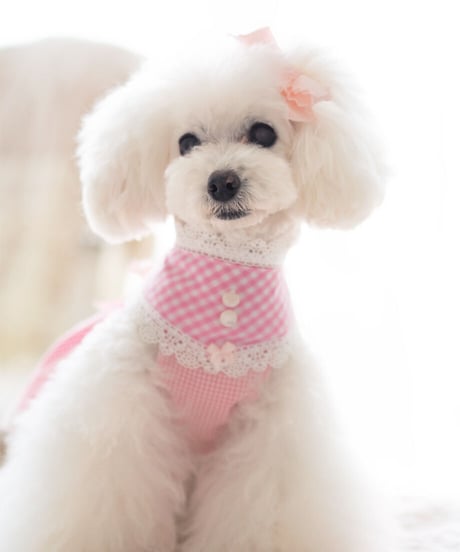 ☆ラスト1点☆【Picnic of Marie Antoinette】Sweet Vichy Dress (スィートヴィシードレス）pink （ピンク）Mサイズ