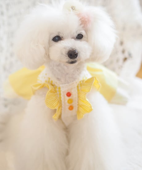 ＊ラスト1枚XSサイズ＊【Vichy】Lemon Drop Dress（レモンドロップドレス）