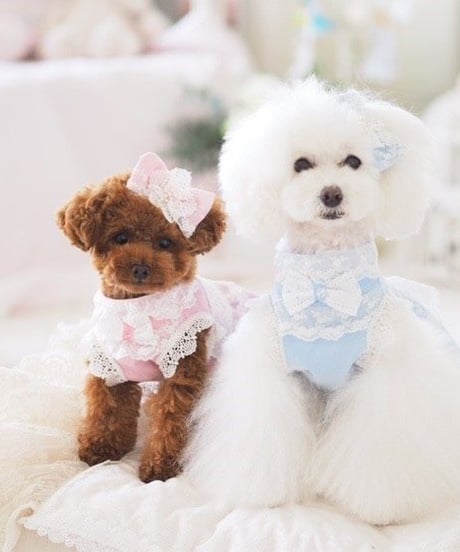 ＊Sサイズラスト1枚＊【 Picnic of Marie Antoinette】Robe en jean （ローブアンジーン）Rose（ピンク）Sサイズ