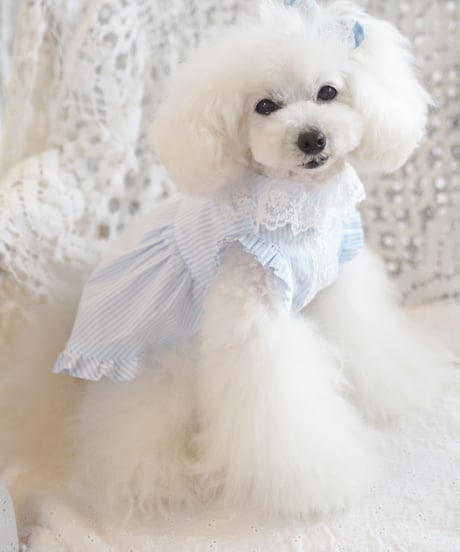 ☆Sサイズラスト1点☆【Picnic of Marie Antoinette】Lovely Stripe Dress （ラブリーストライプドレス）Sサイズ