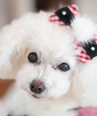 【Vichy】Vichy Rouge  Barrette （ヴィシルージュバレッタ）