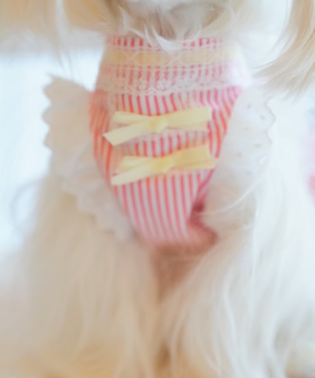 【Alice in Wonderland】Stripe Diner Girl（ストライプダイナーガール）S/XSサイズ