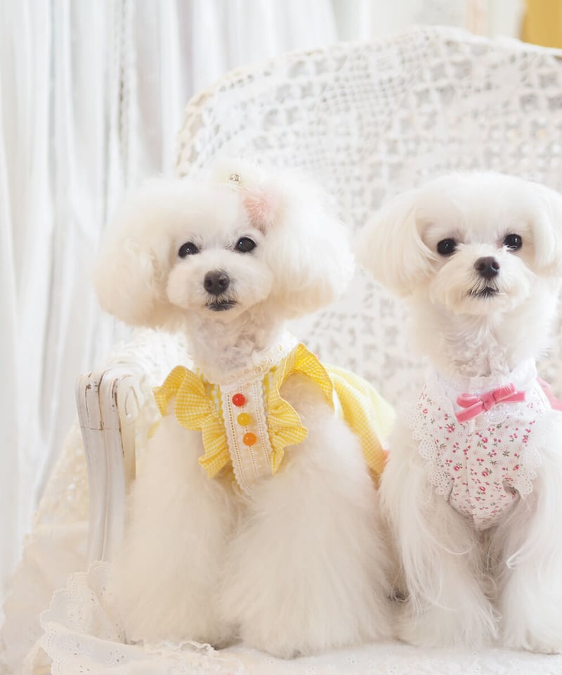 ラスト1枚XSサイズ*【Vichy】Lemon Drop Dress(レモンドロップ ラスト1枚XSサイズ*【Vichy】Lemon Drop Dress(レモンドロップ