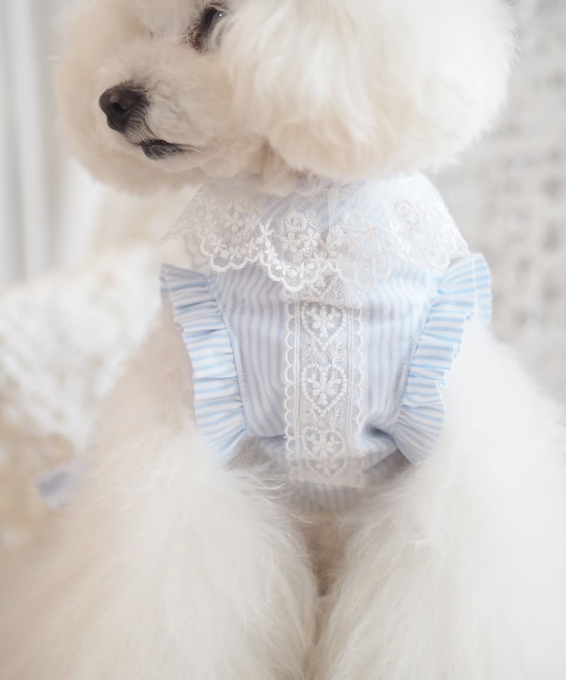 本日お値下げ❗️♥美品！アイリッシュドレスデン♪干支♪犬 　Puppy love ☆ラスト1着☆【Picnic of Marie Antoinette】Lovely Strip