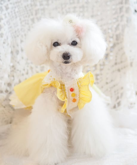 ＊ラスト1枚XSサイズ＊【Vichy】Lemon Drop Dress（レモンドロップドレス）