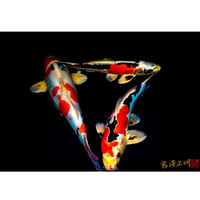 ＜フォトアクリル＞「トライアングルを成す錦鯉」（Mサイズ）