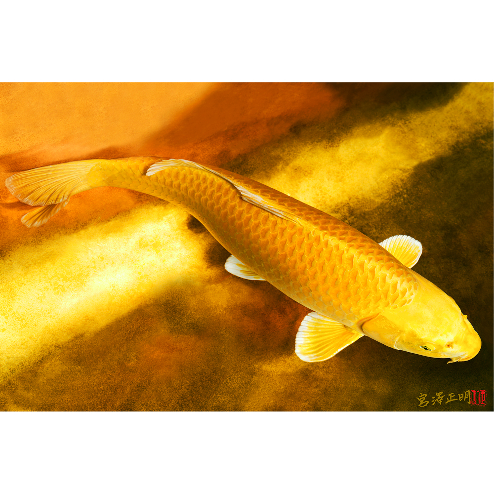 フォトアクリル＞「黄金の錦鯉」（Lサイズ） | Masaaki Miyazawa・宮澤