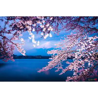 ＜フォトアクリル＞桜富士（Mサイズ）
