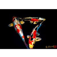 ＜フォトアクリル＞「トライアングルを成す錦鯉」（Sサイズ）