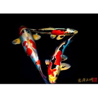 ＜フォトアクリル＞「トライアングルを成す錦鯉」（Lサイズ）
