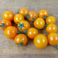 【新定番】絶品タンジェリンCoiina 1kg【期間限定出荷】