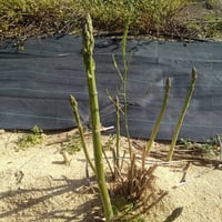 とれたてをその日に出荷 新鮮アスパラガス 200g【農薬・化肥不使用】