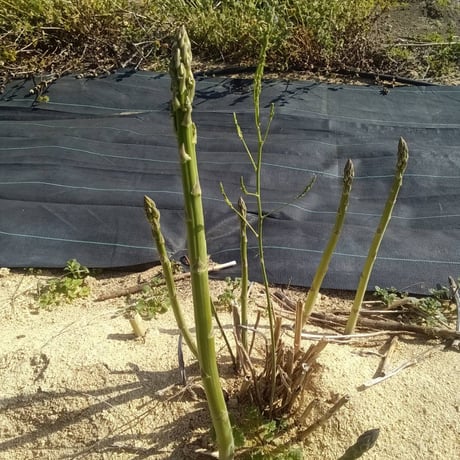 とれたてをその日に出荷 新鮮アスパラガス 200g【農薬・化肥不使用】