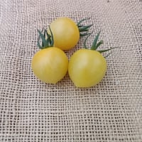 【最高級品種】シャンパンCoiina 1kg【期間限定出荷】