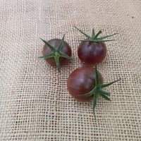 【もはや果実】グレープビターCoiina 1kg【期間限定出荷】