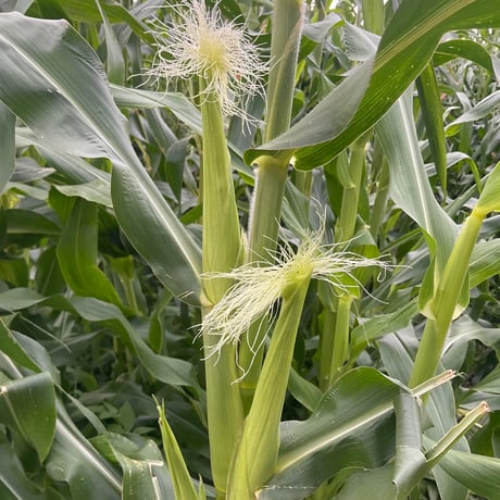 TSUJI FARM online shop