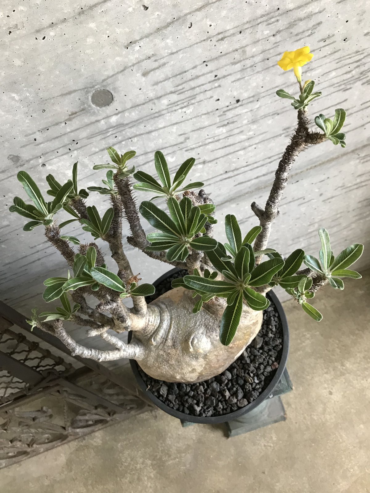 パキポディウム グラキリス 超特大株 特選蟹型 | bot.