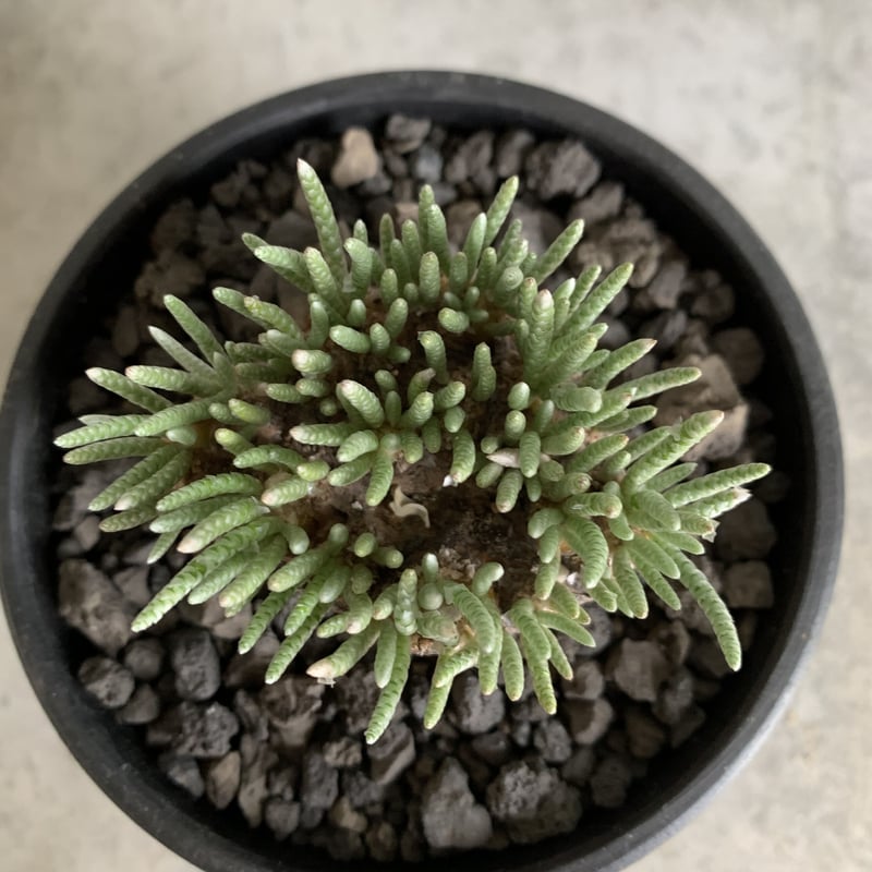 Avonia alstonii アボニア アルストニー | bot. Avonia alstonii アボニア アルストニー | bot.
