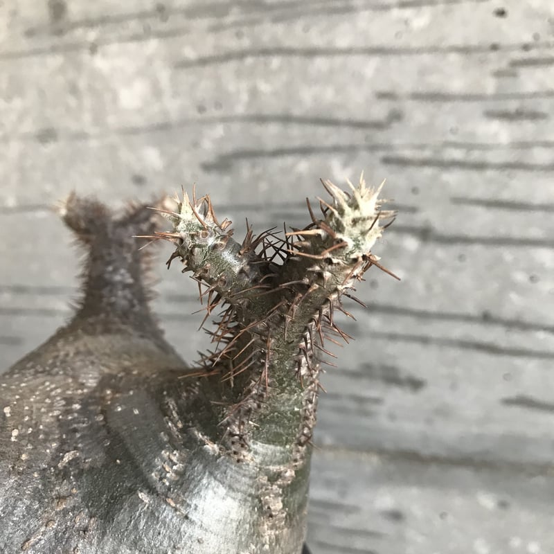 パキポディウム グラキリス 希少 扁平型 | bot.