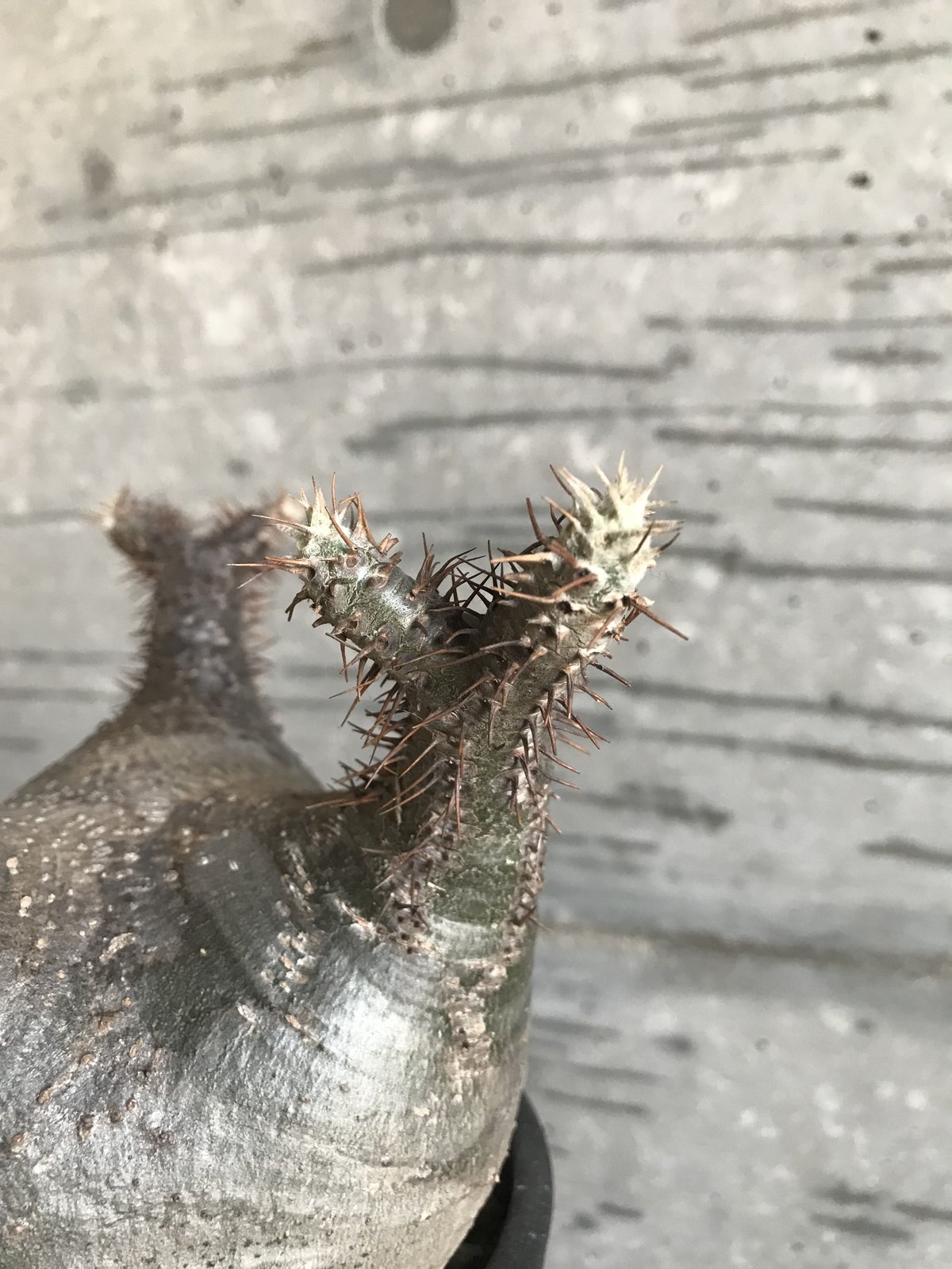 パキポディウム グラキリス 希少 扁平型 | bot.