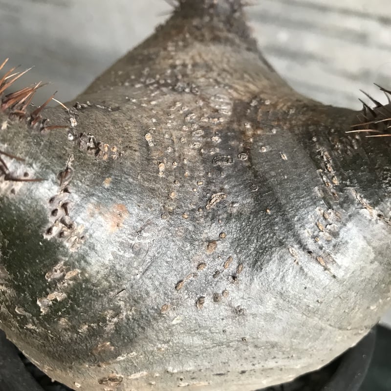 パキポディウム グラキリス 希少 扁平型 | bot.