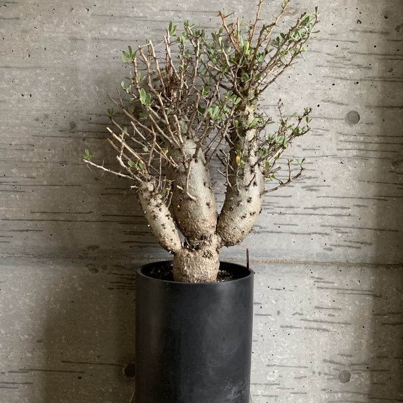 超特大3頭 観峰玉 フォークイエリア コルムナリス | bot.