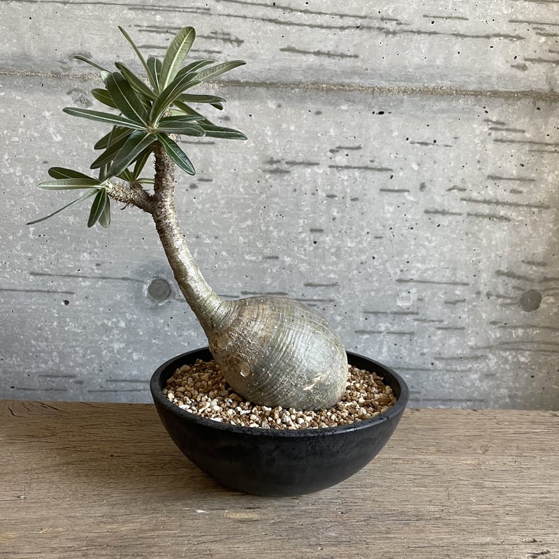 No.1パキポディウム グラキリス綴化！！希少！パキプス コミフォラ