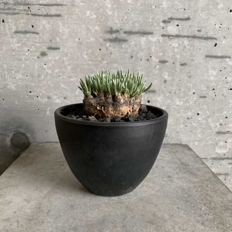 アボニアアルストニー | STORES