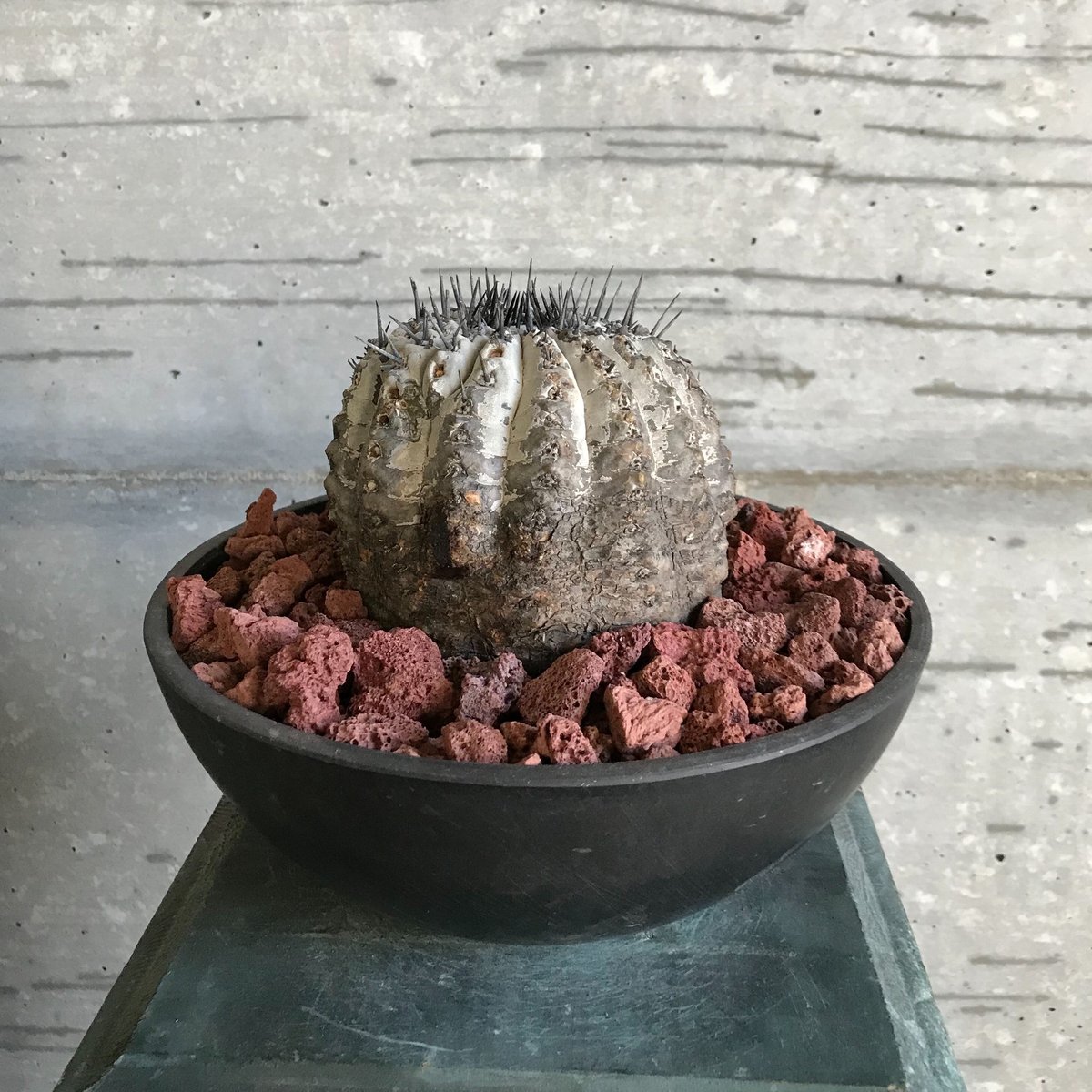 コピアポア シネレア 黒王丸② | bot.