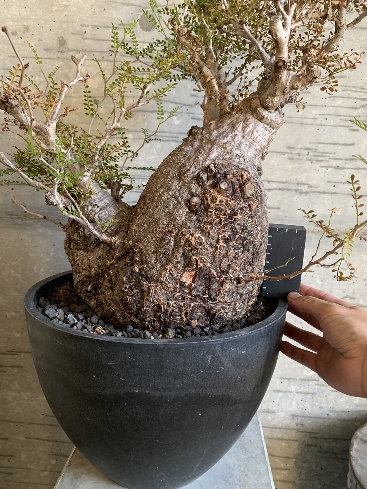 Commiphora virgata 16 コミフォラ ビルガータ オペルクリカリア