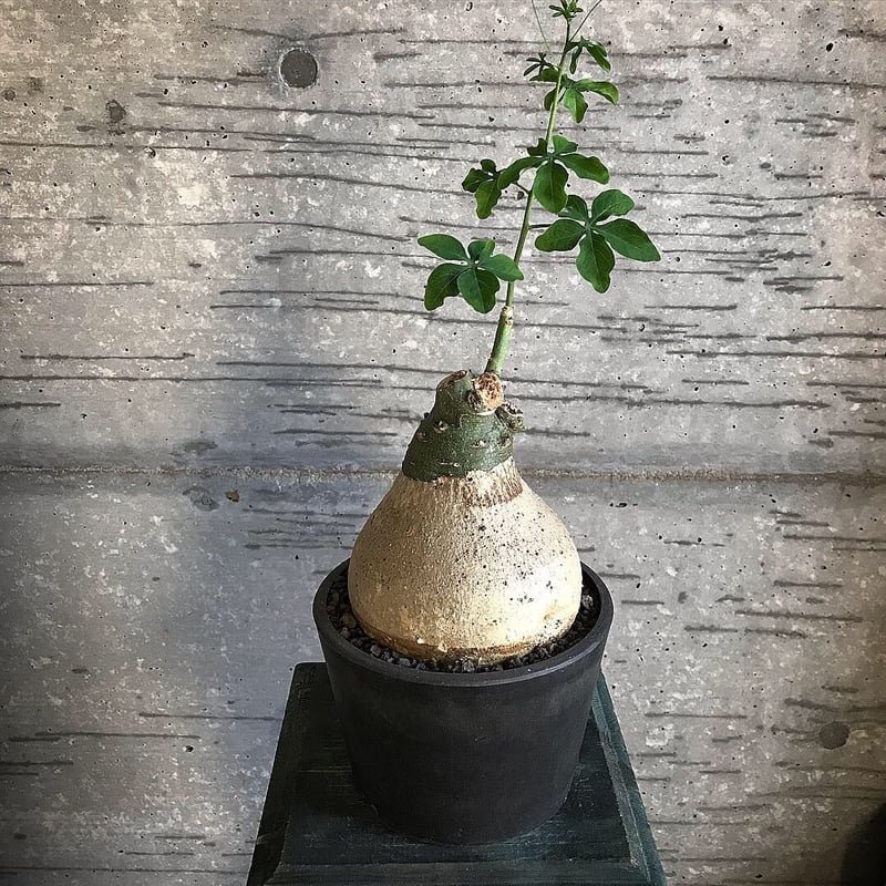 現地株 アデニア グラウカ 巨大 - 植物/観葉植物