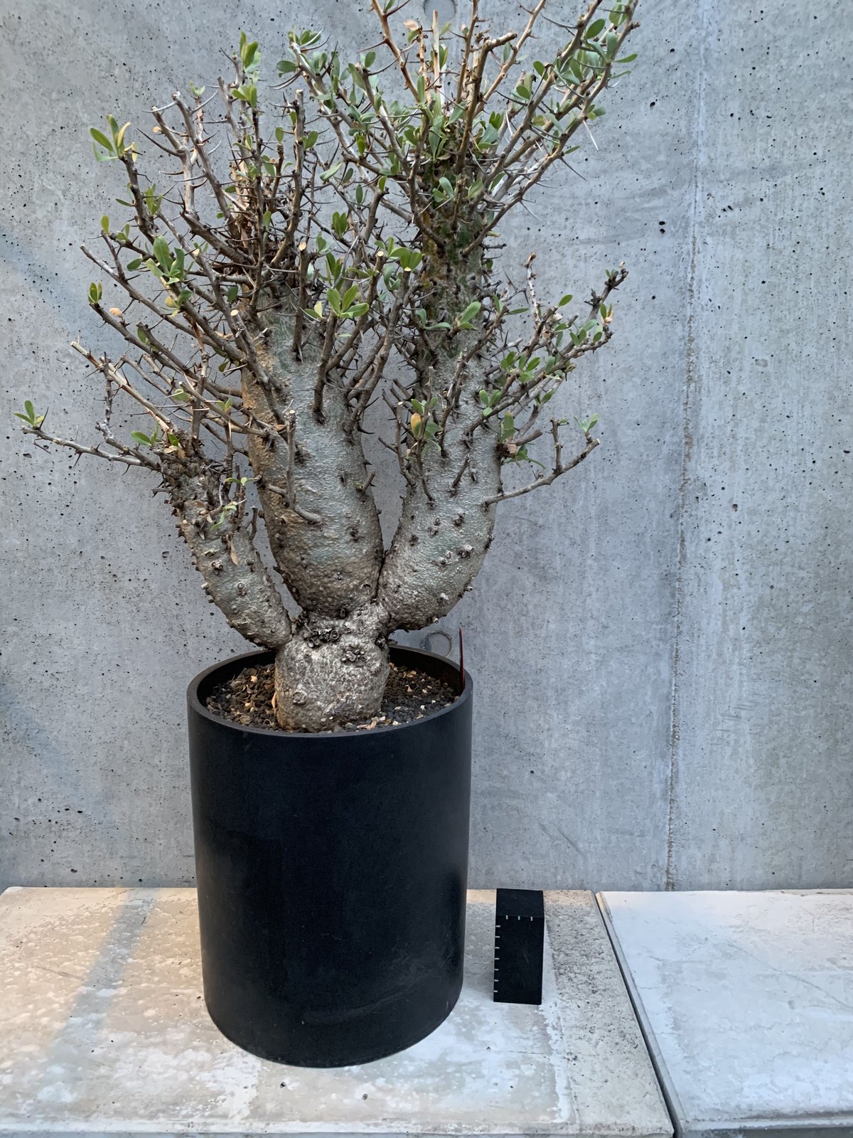 チャッピー　観峰玉 チャッピー 観峰玉 観峰玉 | STORES