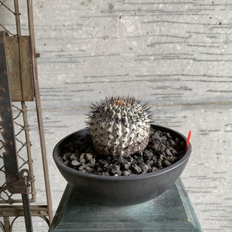 Copiapoa cinerea var. columna-alba”孤竜丸”スペシャル | Copiapoa cinerea var. columna-alba”孤竜丸”スペシャル |