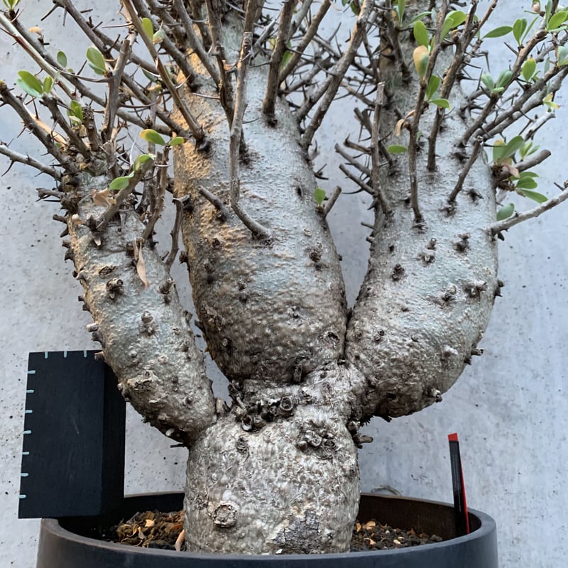 超特大3頭 観峰玉 フォークイエリア コルムナリス | bot.