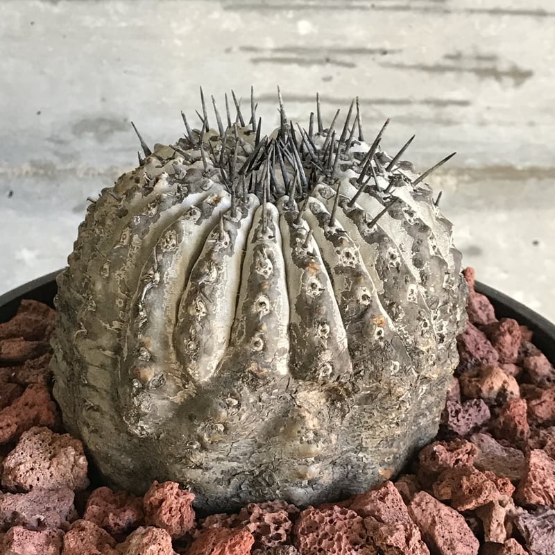 黒王丸【コピアポア シネレア Copiapoa cinerea】-