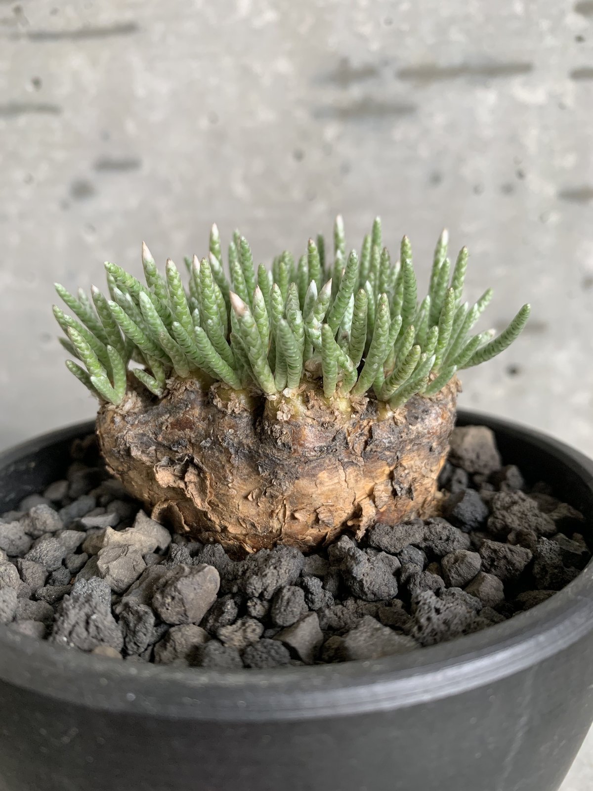 Avonia alstonii アボニア アルストニー | bot