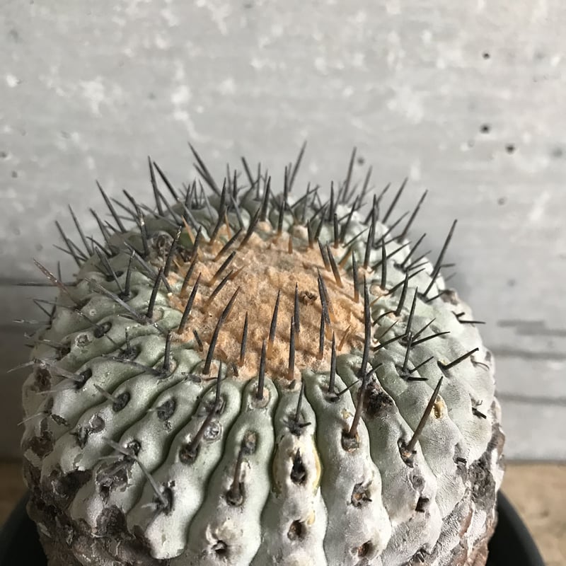 copiapoa sinerascens コピアポア 竜牙玉 | bot. copiapoa sinerascens コピアポア 竜牙玉 | bot.