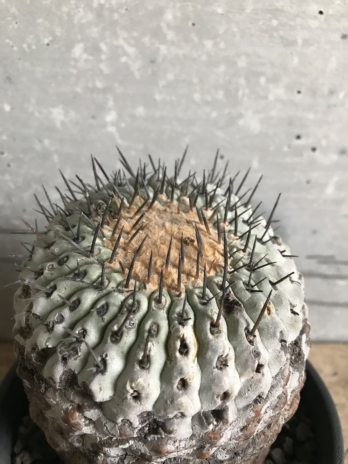 ★特選スペシャル★聚寶盆♢ 元宝♢ラウンド連【天然アラゴナイト☆スペシャル】❤️ ☆特選スペシャル☆聚寶盆♢ 元宝♢ラウンド連【天然アラゴナイト