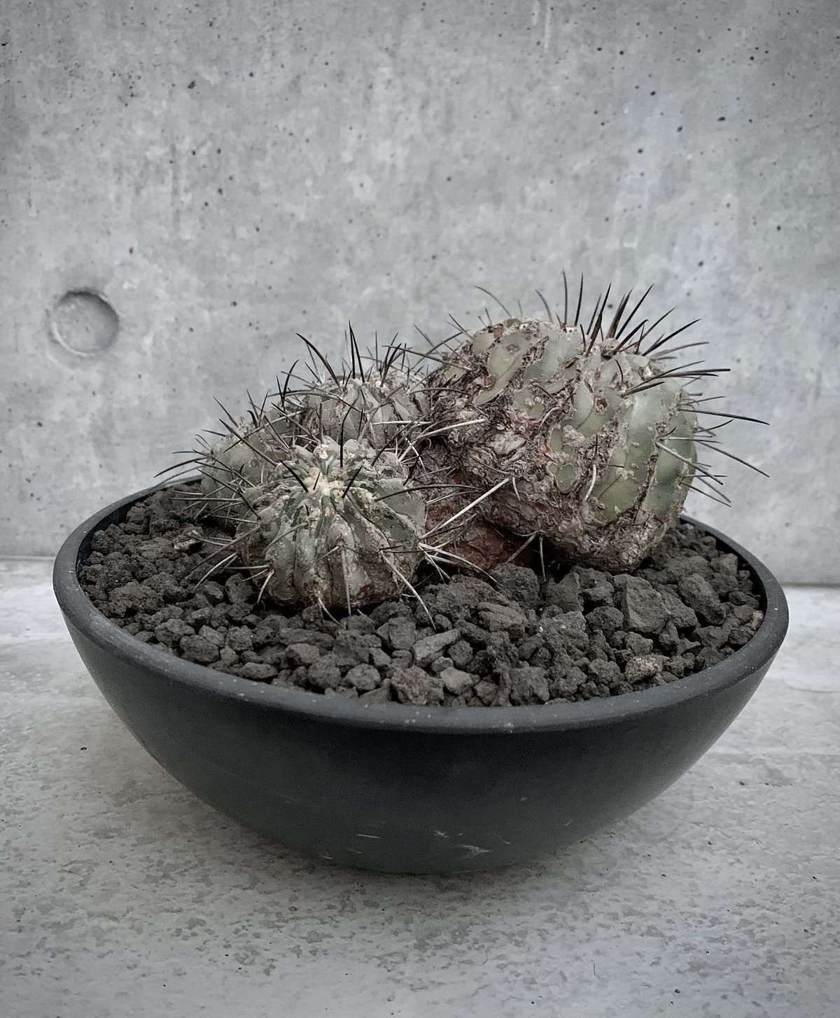 黒士冠/群生/現地/Copiapoa cinerea v. dealbata