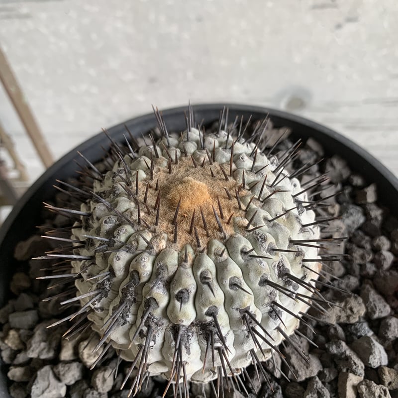 アステカCT　弧竜丸 アステカCT様専用 弧竜丸