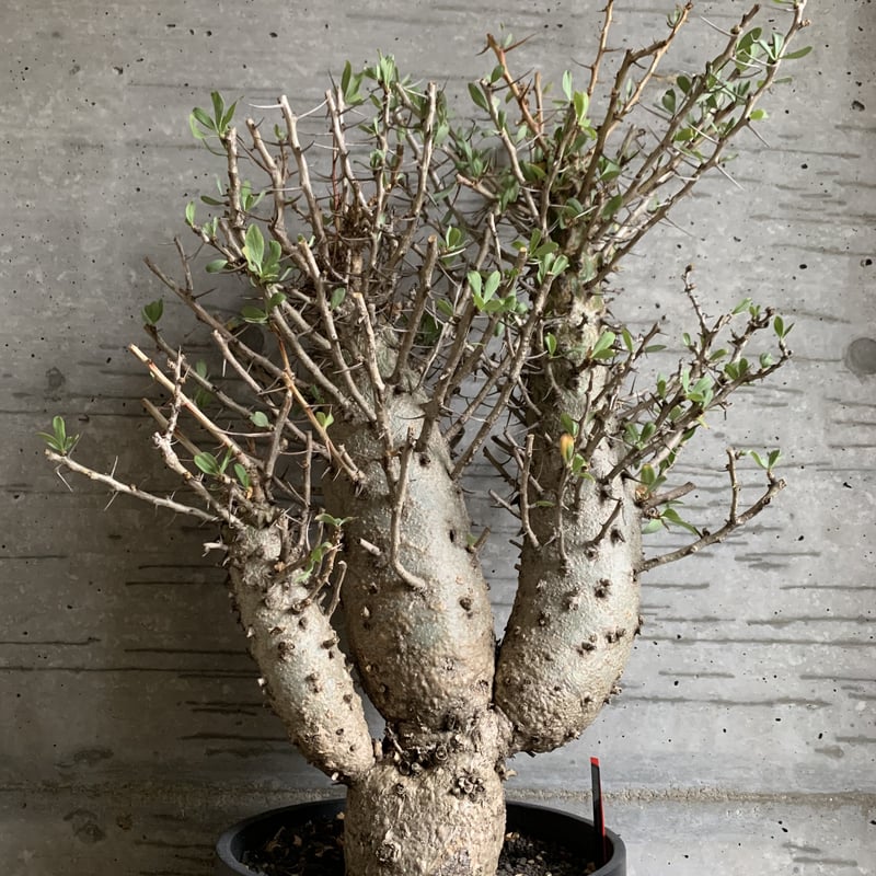 超特大3頭 観峰玉 フォークイエリア コルムナリス | bot.