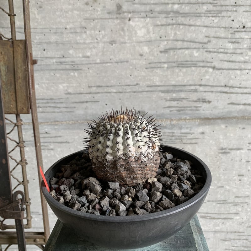 Copiapoa cinerea var. columna-alba”孤竜丸”スペシャル | Copiapoa cinerea var. columna-alba”孤竜丸”スペシャル |