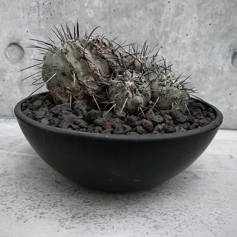 群生 コピアポア 黒士冠 Copiapoa cinerea var. dealbata | bot. 群生 コピアポア 黒士冠 Copiapoa cinerea var. dealbata | bot.