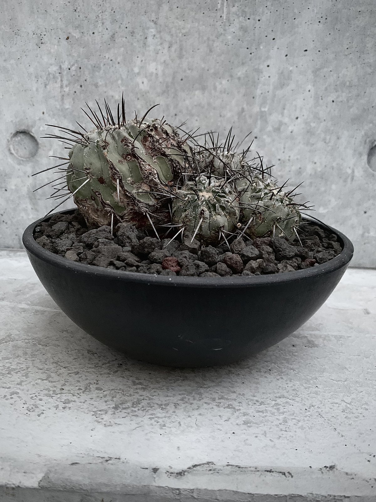 群生 コピアポア 黒士冠 Copiapoa cinerea var. dealbata | bot.